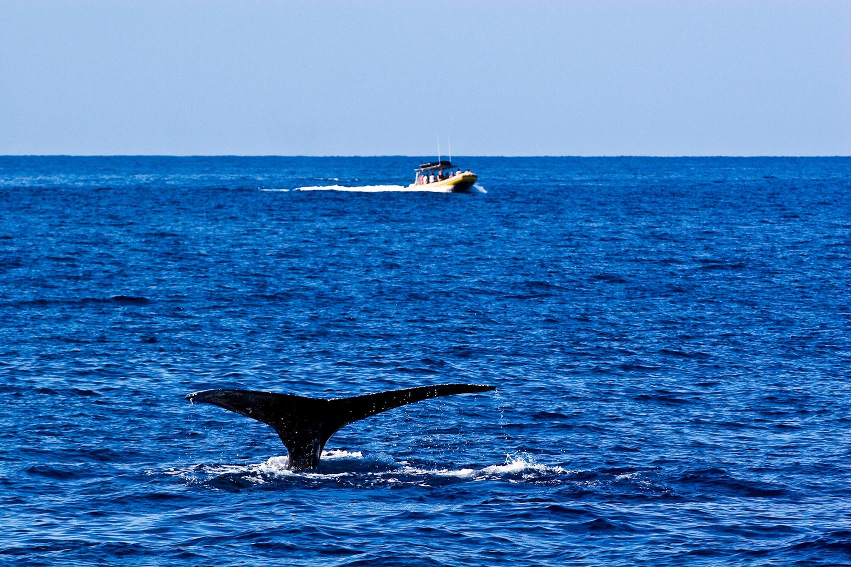 Whale Watching on the Island of Hawaii Go Hawaii
